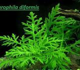 Hygrophila diformis