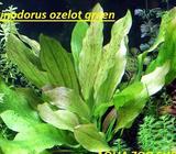 Ehinodorus Ozelot green