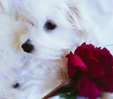 Coton de Tulear