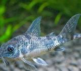 Corydoras paleatus