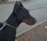 Doberman muzijak za parenje