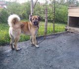 Pas turski kangal