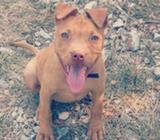 PIT BULL ( RED NOSE)