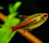 Gracilis tetra